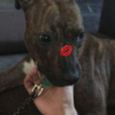 bibaculusbibaculus avatar