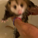 bibarigirl-blog avatar