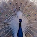 biblically-accurate-peacock avatar