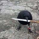 biblicallyaccuratecrow avatar