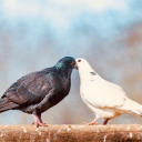 bibliophage1025 avatar