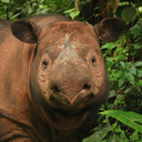 bibliophile-rhino-nerd avatar