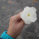 bidoludusunce avatar