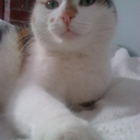 biestcallisto avatar