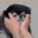 bievanbuckleys avatar