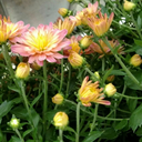 big-bunch-of-writer-shit avatar