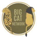 big-cat-network avatar