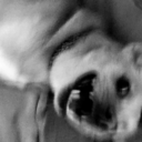 big-dick-energy-af avatar