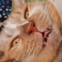 big-jug-hot-cheese avatar