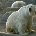 big-polarbear avatar