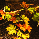 bigbadlibrarian avatar