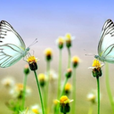 bigbangirl-91 avatar