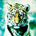 bigblacktiger avatar