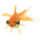 bigbootyjigglergiggler avatar