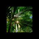 bigbossdawg69 avatar