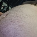 bigbritishbelly avatar