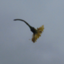 bigbrownboots avatar