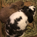 bigbunnyandlilbunny avatar