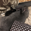 bigbuntinybun avatar