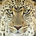 bigcatblog-blog avatar