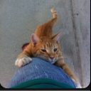 bigcheesecurd avatar