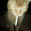 bigcityyblues avatar