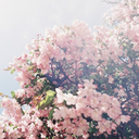 bigdreamsvsreality avatar