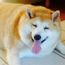 bigfatdoggo avatar