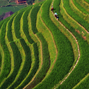 bigfirecheesecake avatar