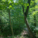 biggest-gaudiest-hobbitses avatar