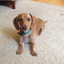 biggiethedachshund avatar