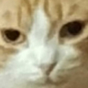 biggypigreptile avatar