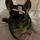 bighairychinchilla avatar