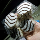 bigkountry817 avatar