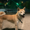 bigmelihdeniz avatar