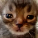 bigoilymenkisser avatar