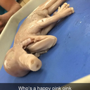 bigpapithreedicks avatar