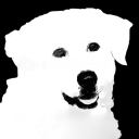 bigwhitedogmusic avatar