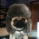 bigwolfinternet avatar