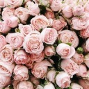 bih-do-the-thing avatar