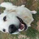 bill-clintons-bees avatar