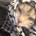 billiamshakespeare avatar