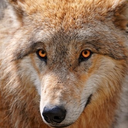 billytheredwolf avatar