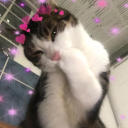 bilqueesahmed avatar