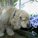 bimbostonerdog avatar