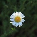 bimbotheclown avatar