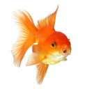 bingbangbhaung avatar