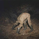 bingieloongie avatar