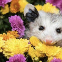 binglemeister avatar