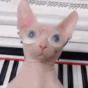 bingus-terfus avatar